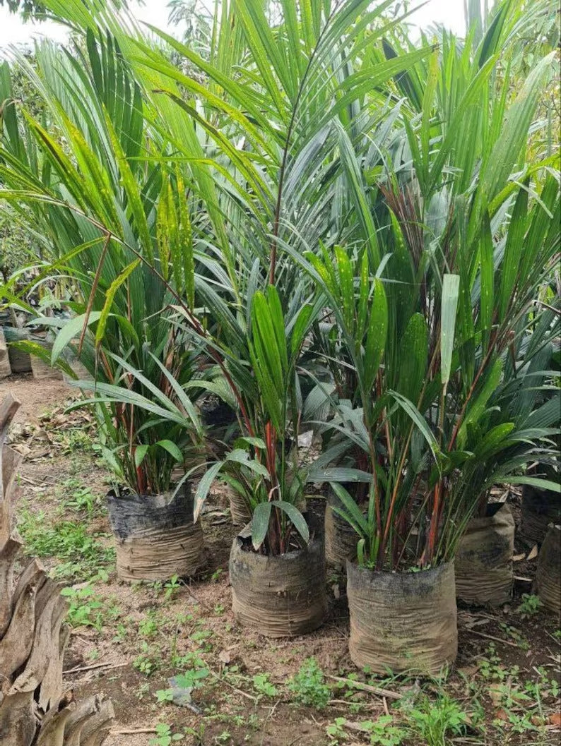 Cyrtostachys Renda Lispctik Palm Tropical Plants KOKONATPLANT