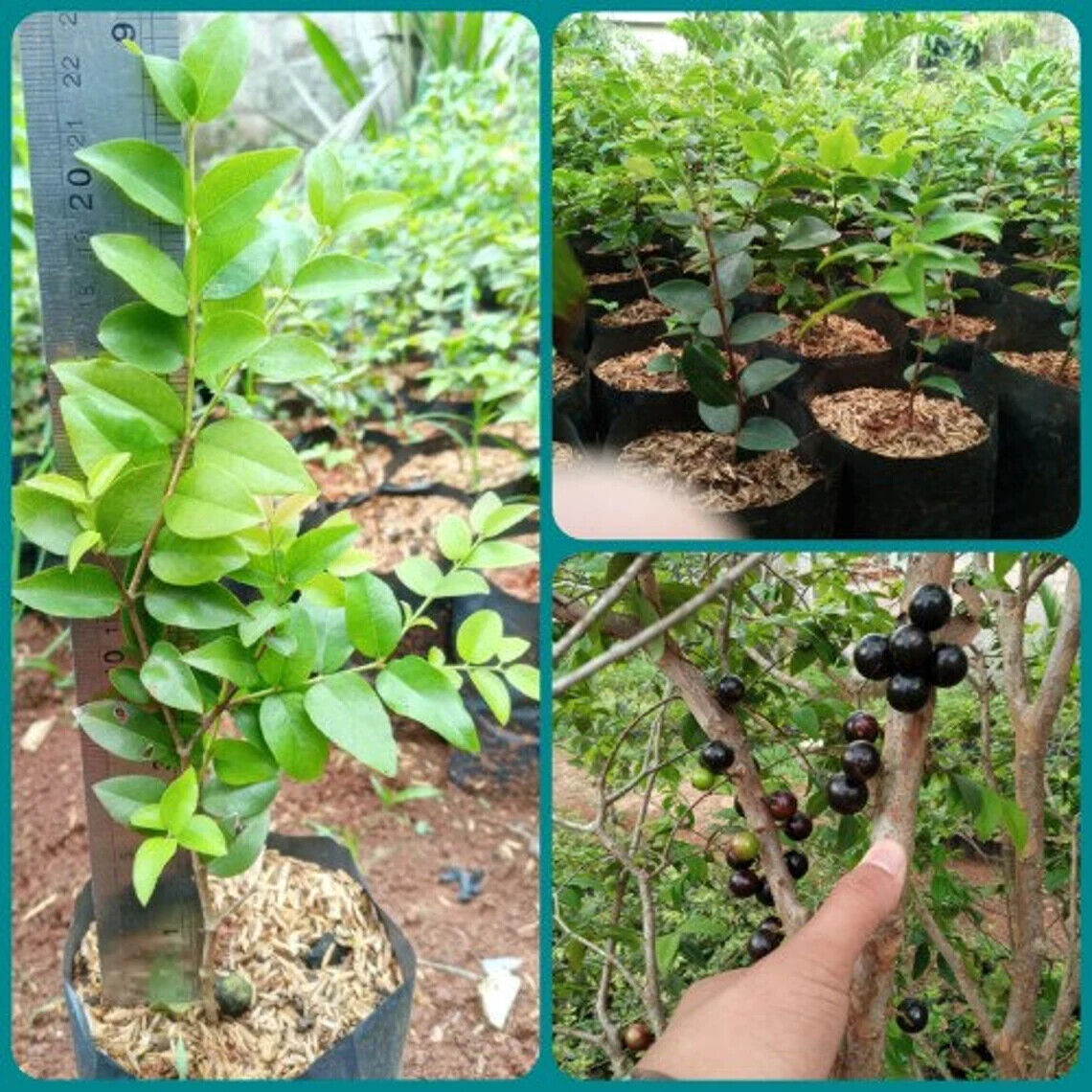 Wholesale Grafted Jaboticaba Sabara Plant Live, Fruit Tree
