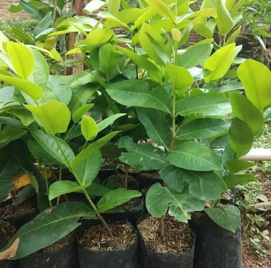 Wholesale Grafted Black Diamond Water Apple Fruit Tree
