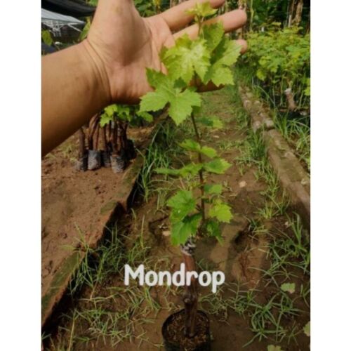 Wholesale Grafted Grape Mondrop Fruit Tree