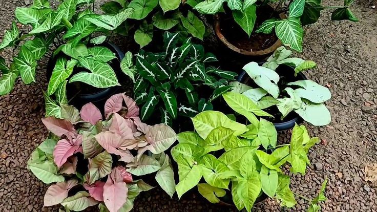 The Most Popular Syngonium Plant; Kokonat's Version