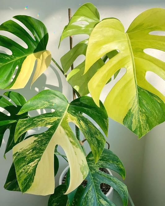 How To Fix Yellowing and Wilting Leaves