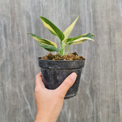 Monstera Standleyana Aurea Variegated SMALL KOKONATPLANT