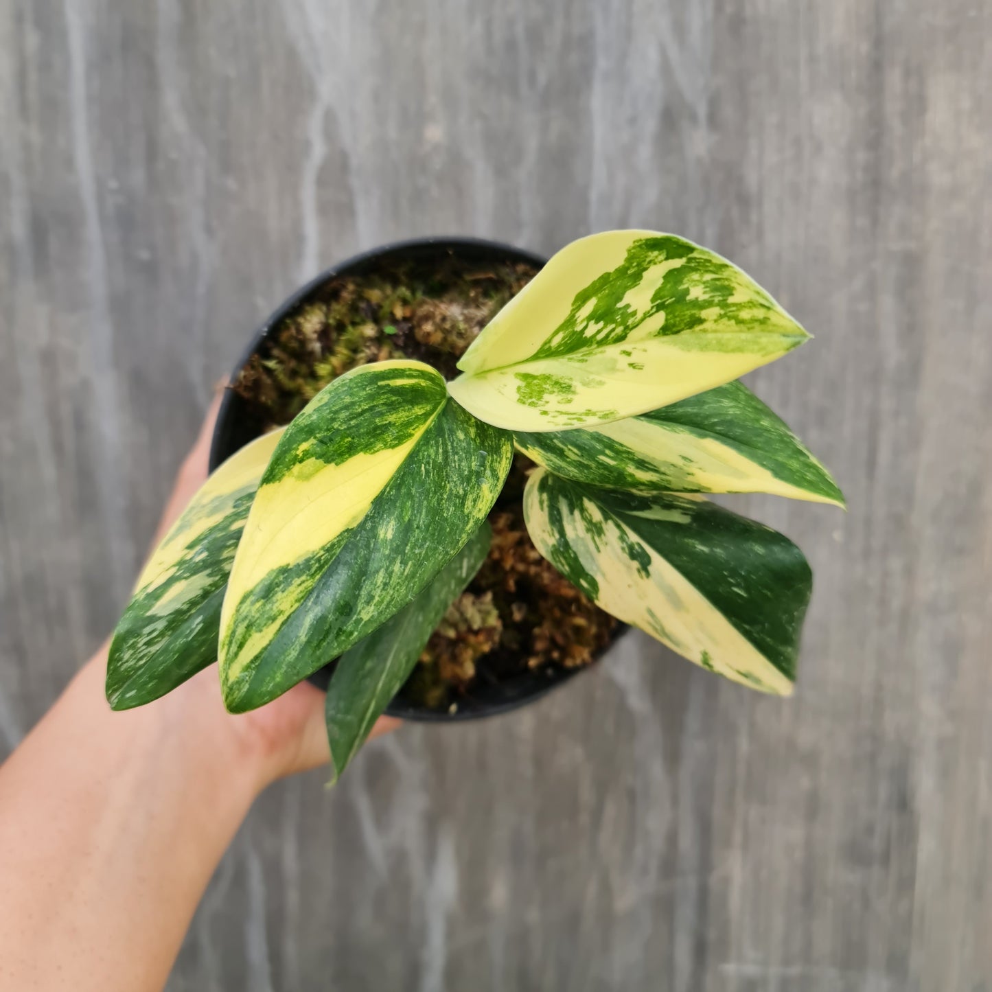 Monstera Standleyana Aurea Variegated SMALL KOKONATPLANT