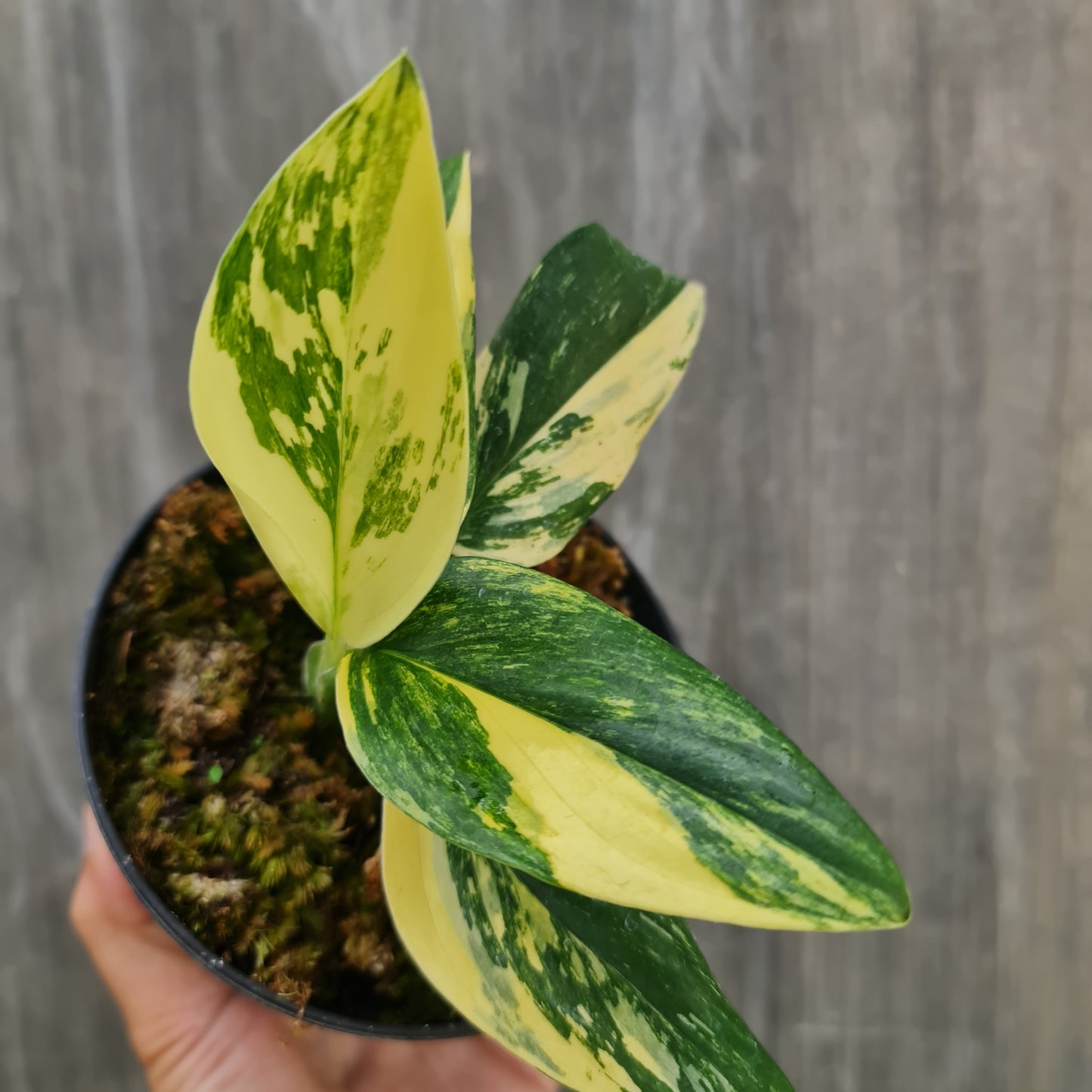 Monstera Standleyana Aurea Variegated SMALL KOKONATPLANT