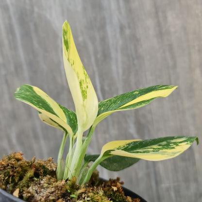 Monstera Standleyana Aurea Variegated SMALL KOKONATPLANT