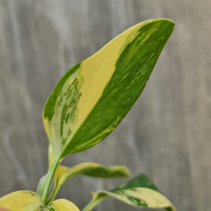 Monstera Standleyana Aurea Variegated SMALL KOKONATPLANT