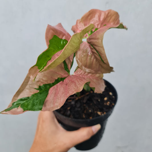 Syngonium Pink Beauty Pink Lava Variegated Tropical Plants KOKONATPLANT