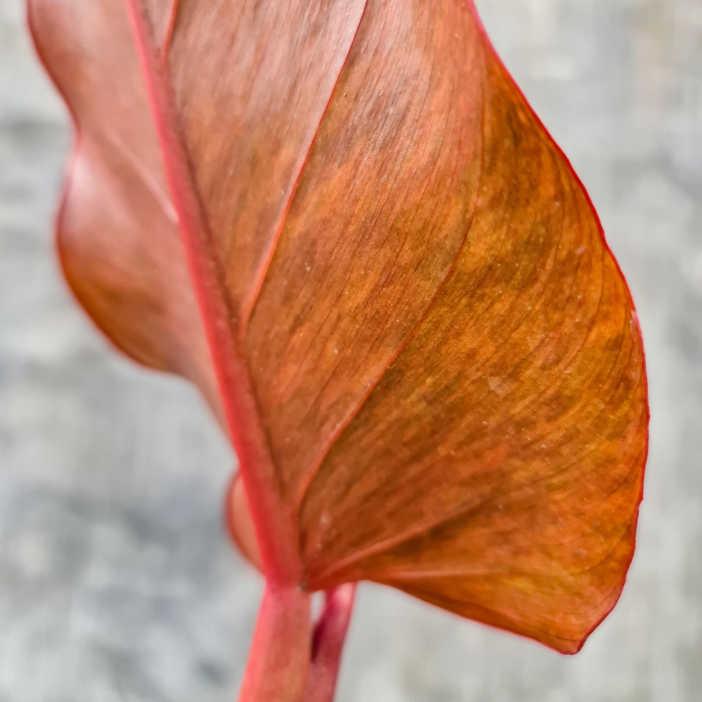 Philodendron Prince of Orange Marmalade Tropical Plants KOKONATPLANT