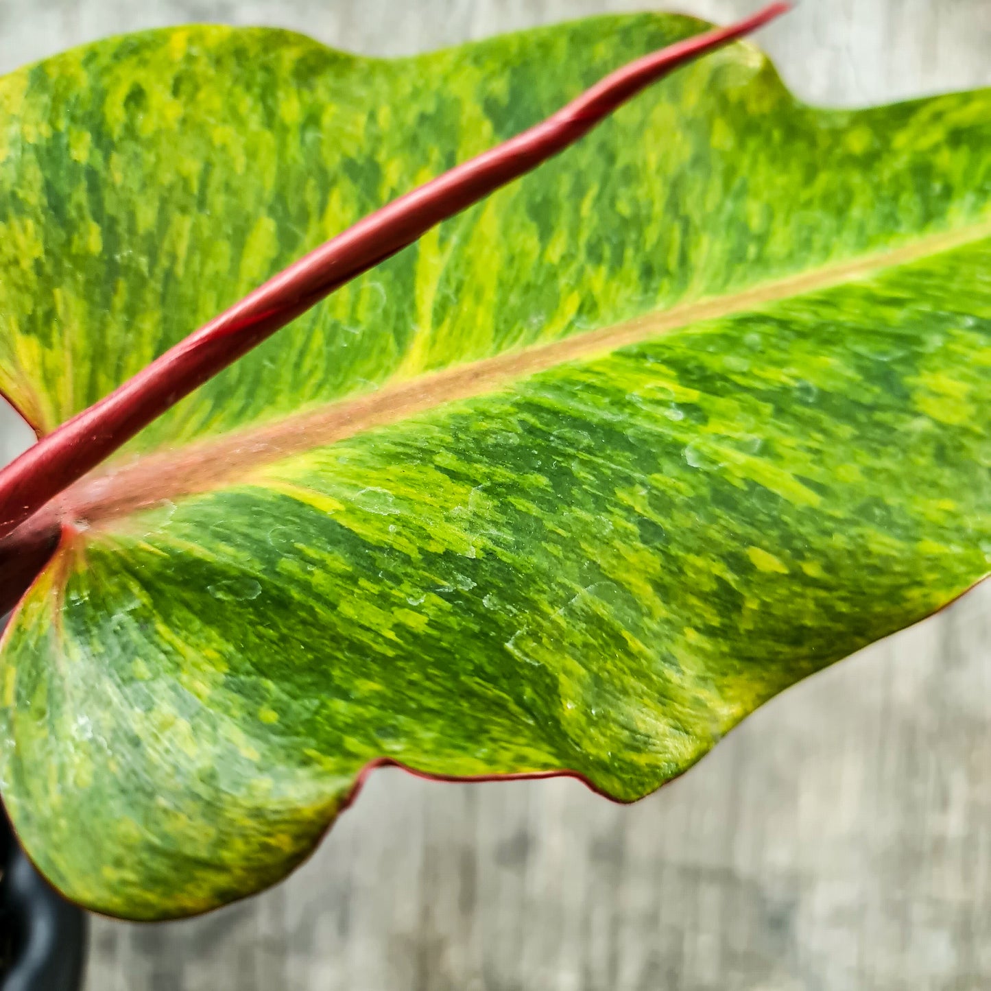 Philodendron Prince of Orange Marmalade Tropical Plants KOKONATPLANT