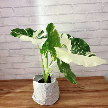 Alocasia Macrorrizha Variegated Tropical Plants KOKONATPLANT