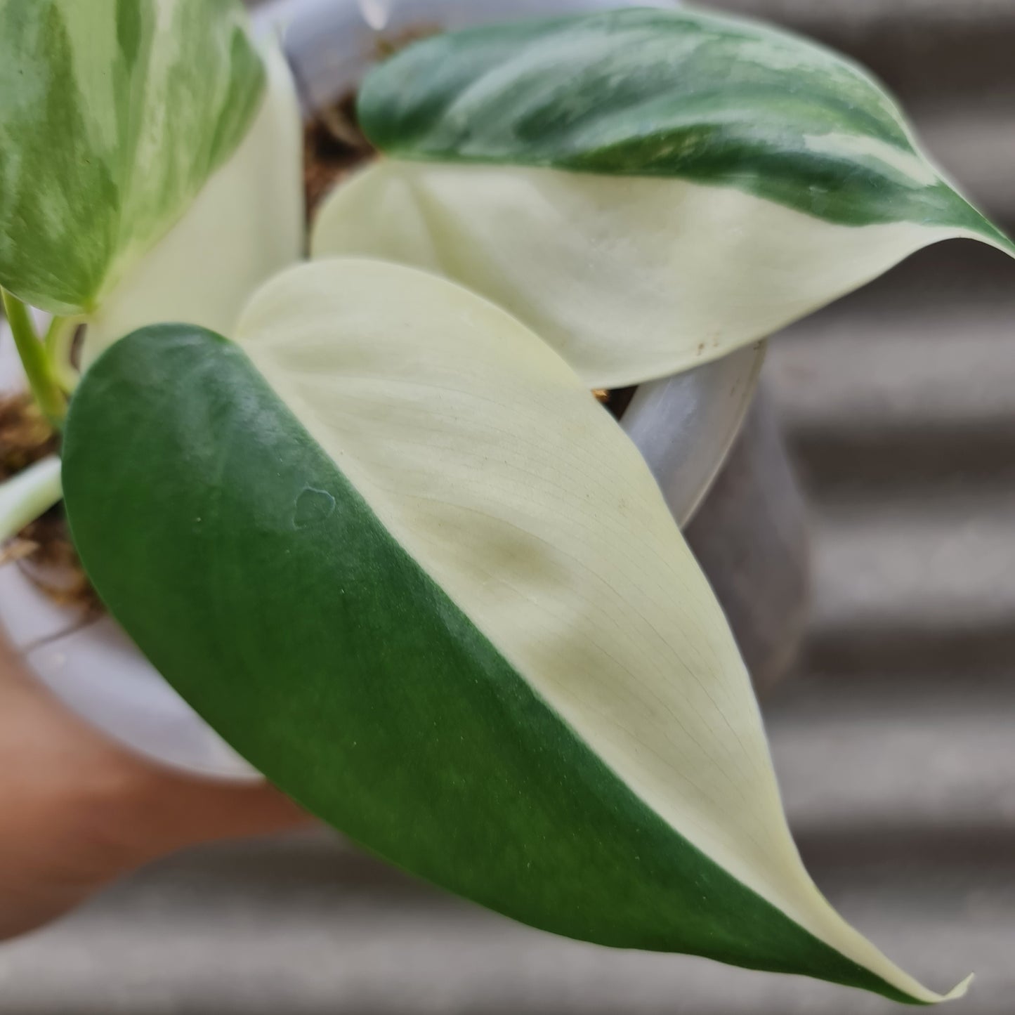 Philodendron Hederaceum ALBO Variegated Tropical Plants KOKONATPLANT