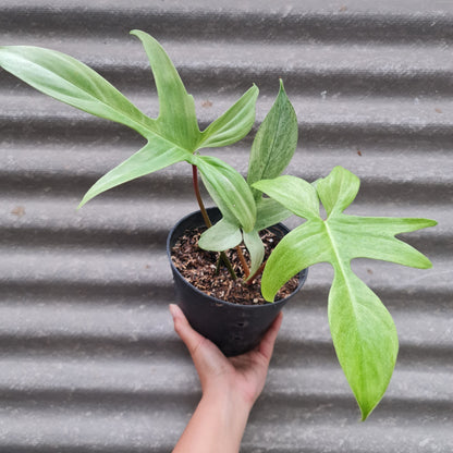 Philodendron Florida Ghost Tropical Plants KOKONATPLANT