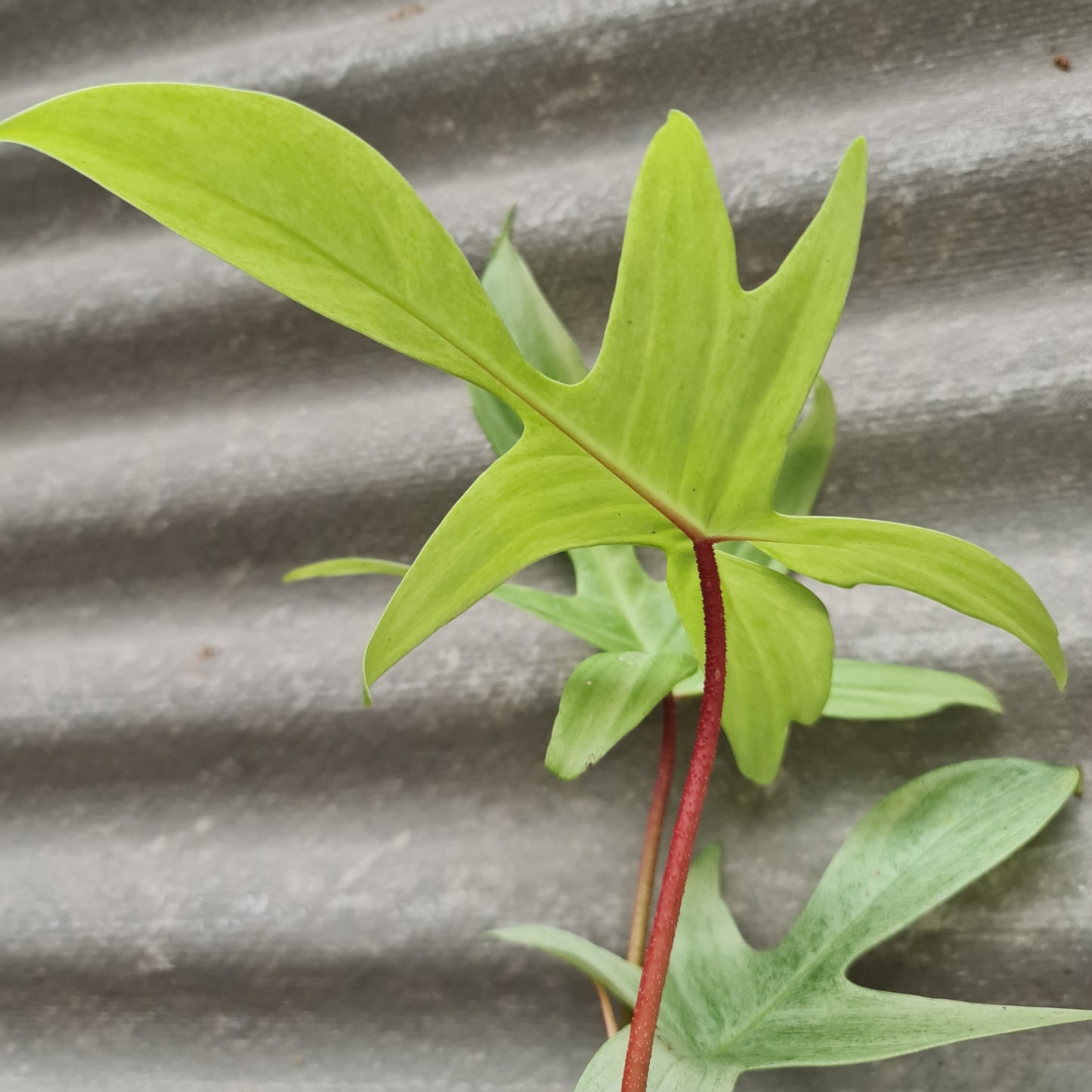 Philodendron Florida Ghost Tropical Plants KOKONATPLANT