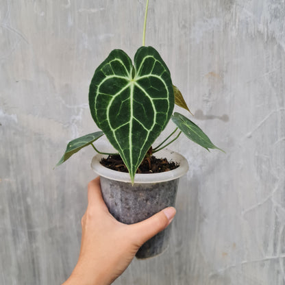 Anthurium Clarinervium Small Tropical Plants KOKONATPLANT