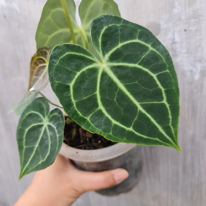 Anthurium Clarinervium Small Tropical Plants KOKONATPLANT