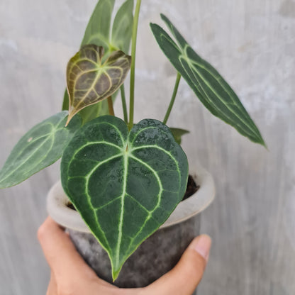 Anthurium Clarinervium Small Tropical Plants KOKONATPLANT