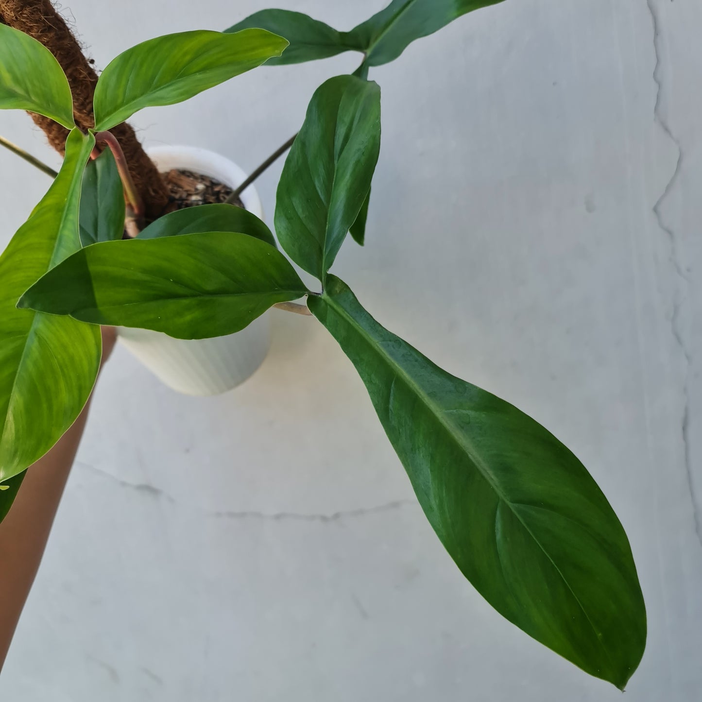 Philodendron Code 69686 Tropical Plants KOKONATPLANT