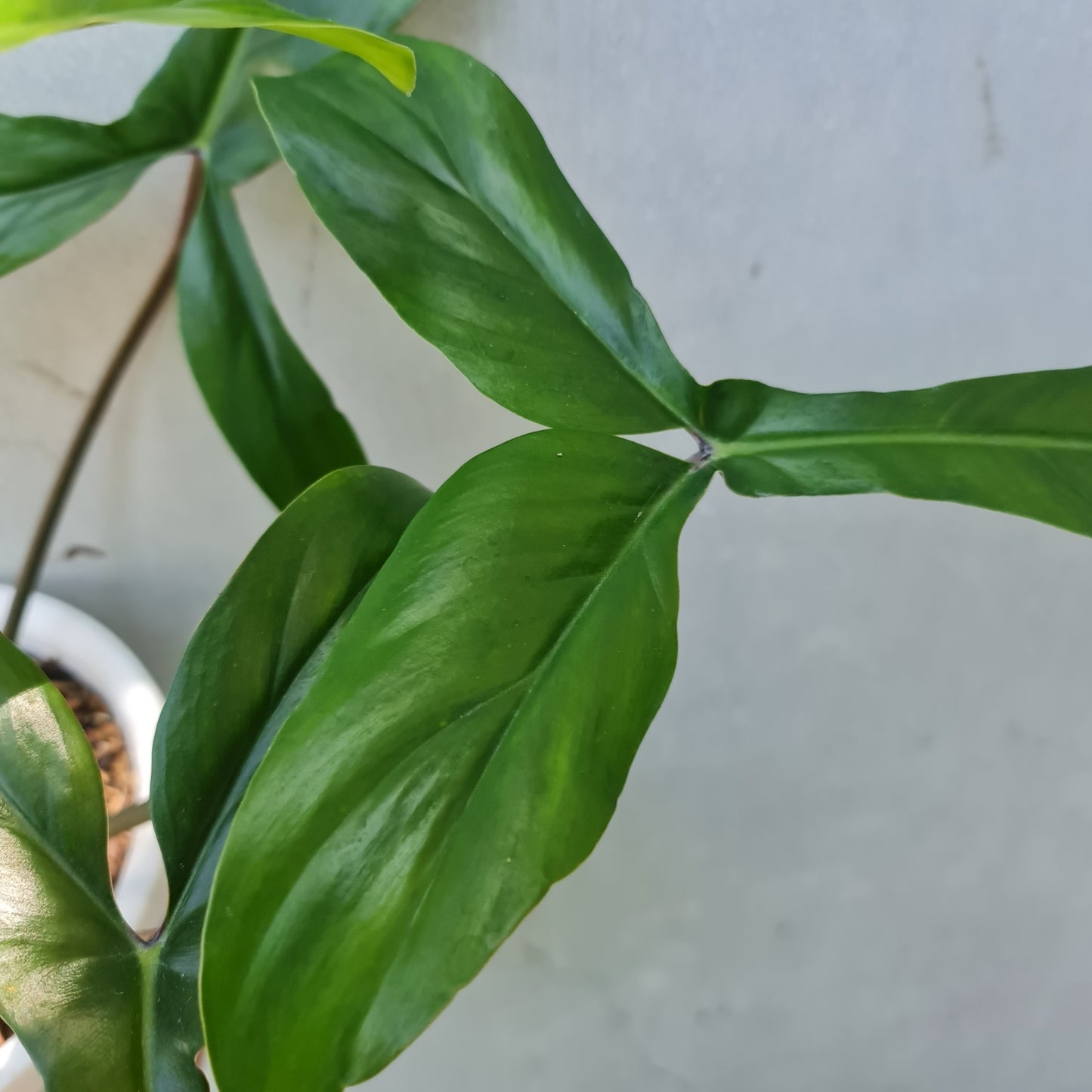 Philodendron Code 69686 Tropical Plants KOKONATPLANT