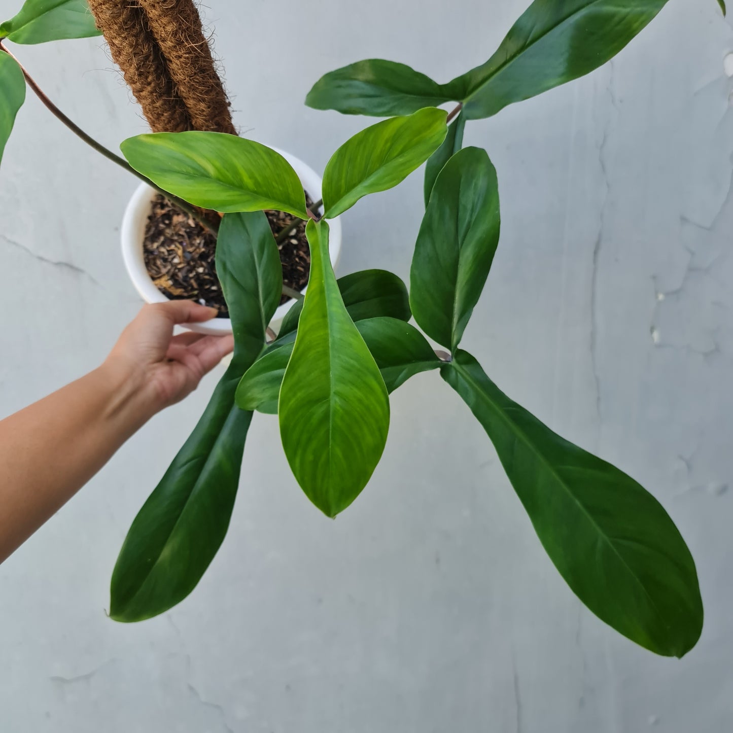 Philodendron Code 69686 Tropical Plants KOKONATPLANT