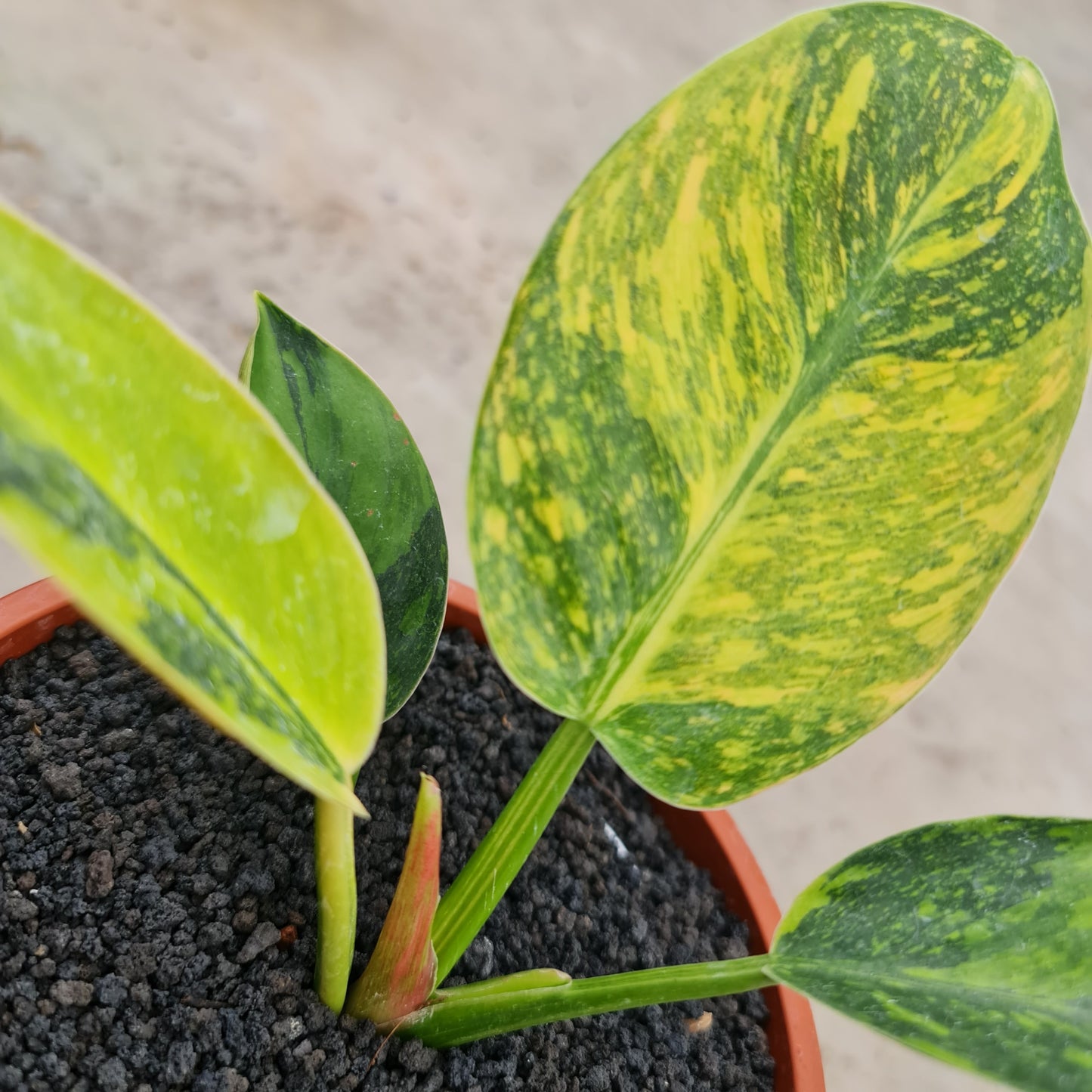 Philodendron Green Congo Marble Variegated Tropical Plants KOKONATPLANT