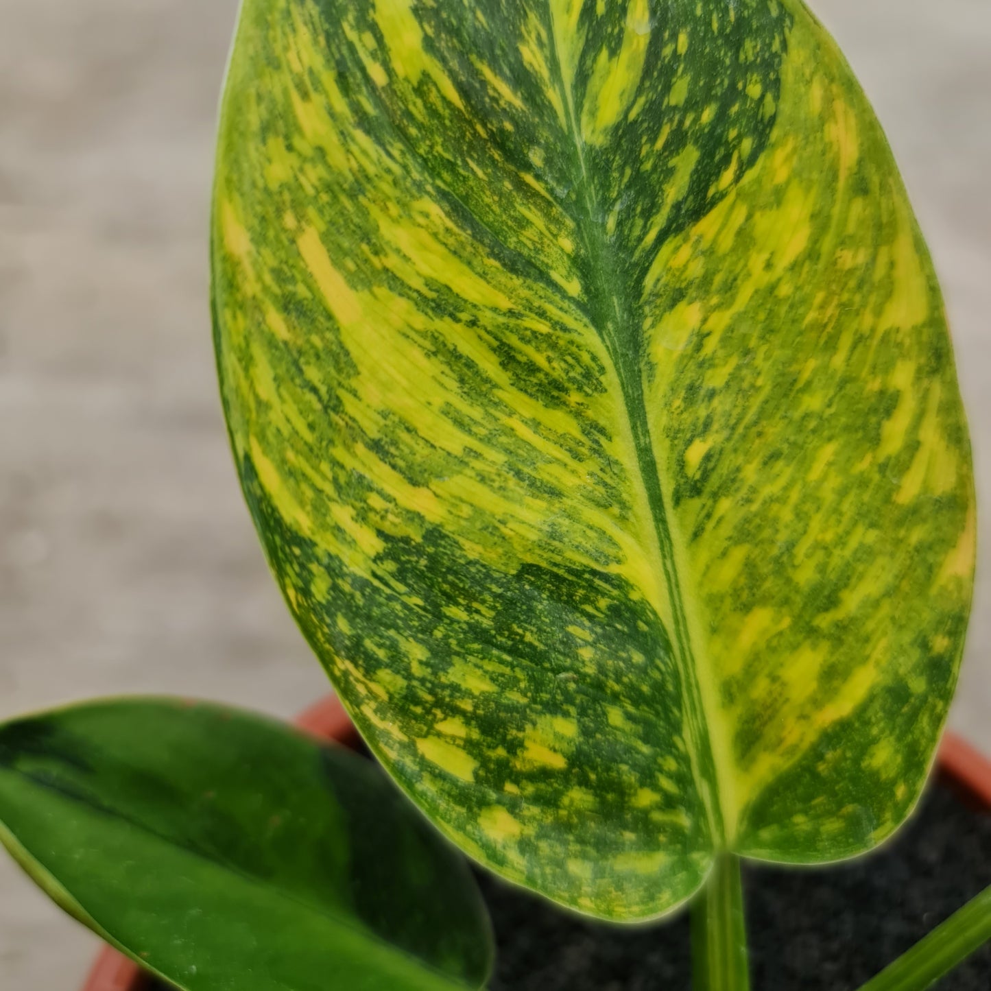 Philodendron Green Congo Marble Variegated Tropical Plants KOKONATPLANT