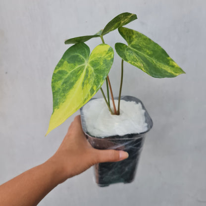 Anthurium Clarinervium Variegated Tropical Plants KOKONATPLANT