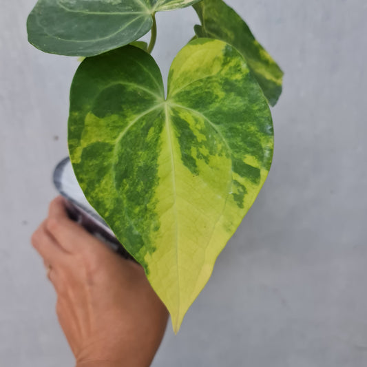 Anthurium Clarinervium Variegated Tropical Plants KOKONATPLANT