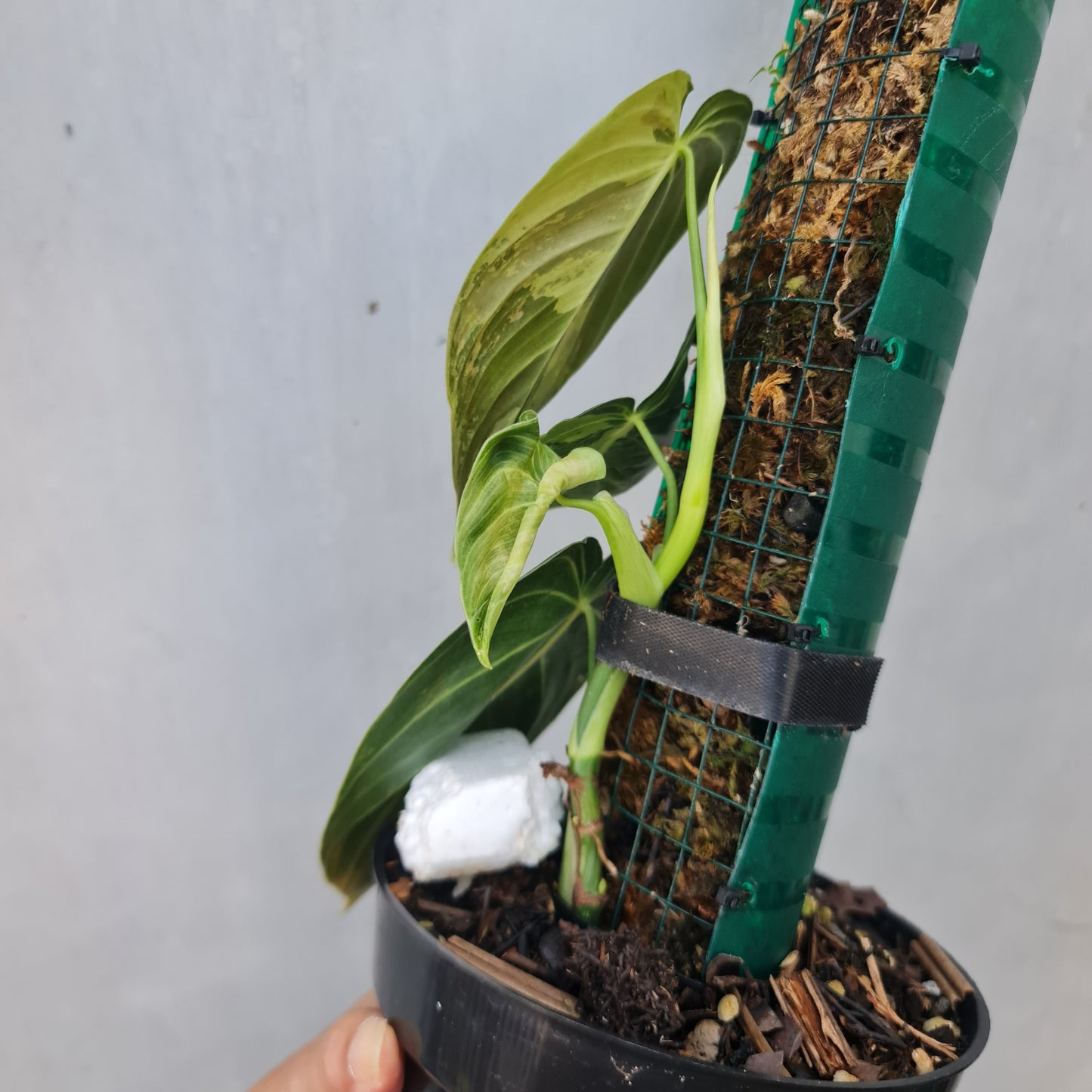 Philodendron Melanochrysum Variegated Tropical Plants KOKONATPLANTS