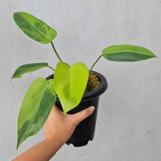 Philodendron Avocado Shake Variegated RARE Tropical Plants KOKONATPLANT