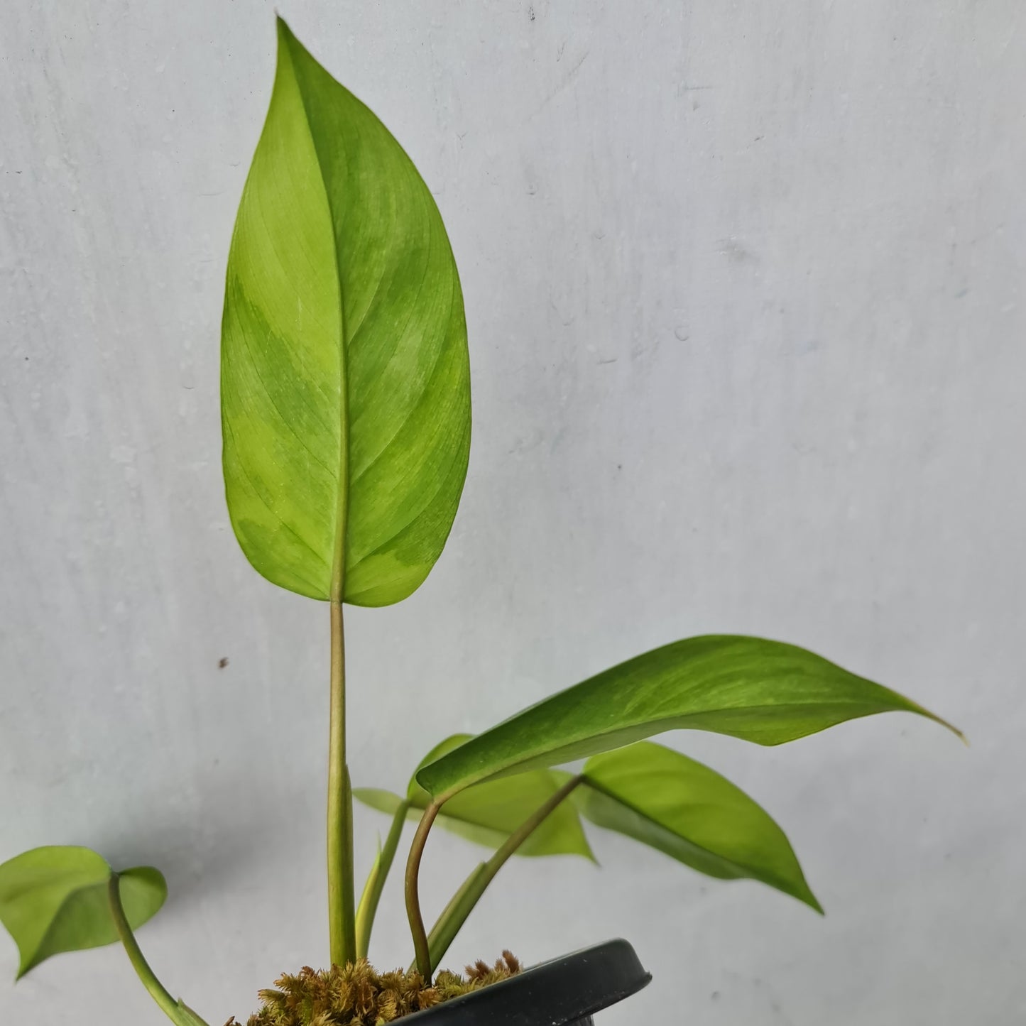 Philodendron Avocado Shake Variegated RARE Tropical Plants KOKONATPLANT