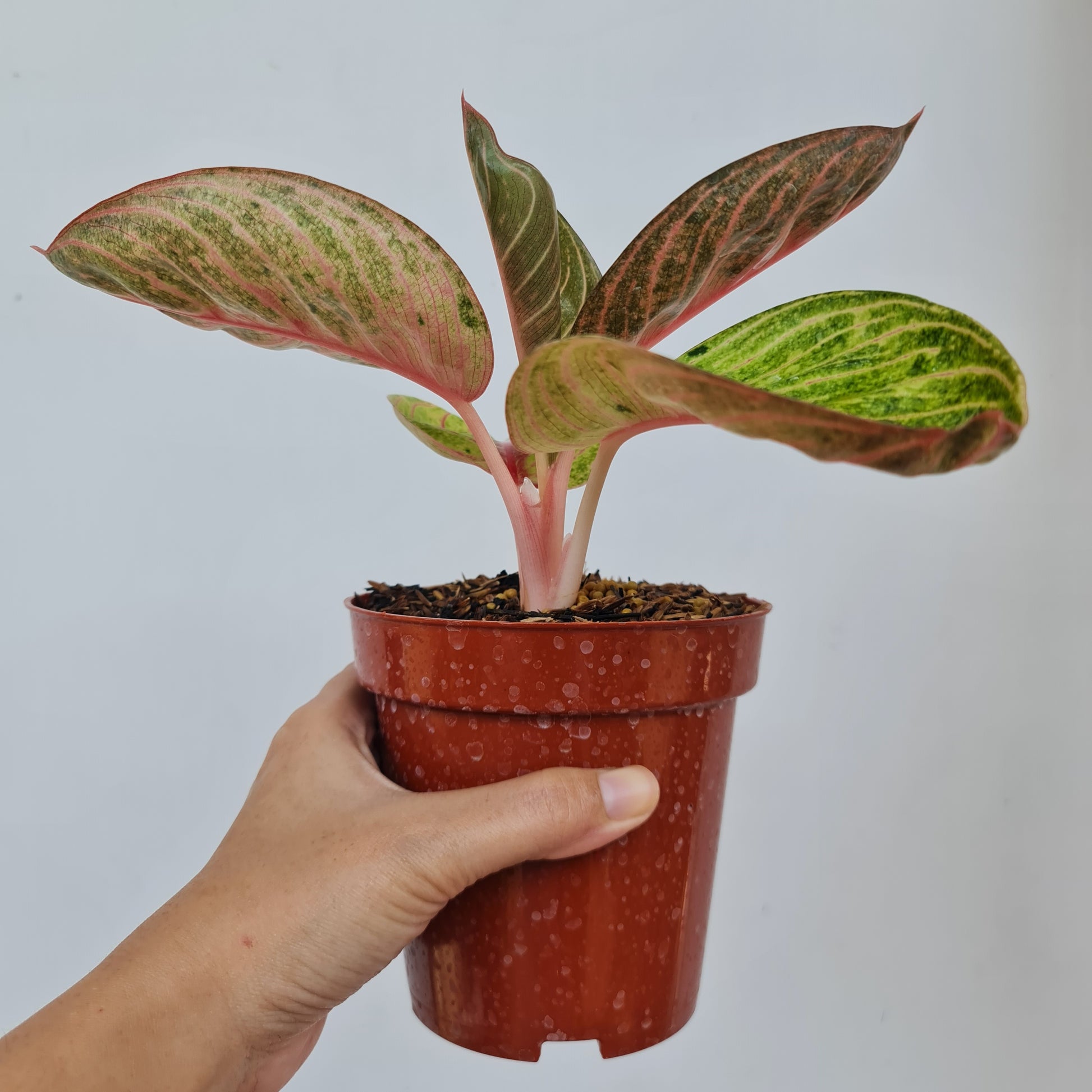 aglaonema hughes Aglaonema Hughes Tropical Plants KOKONATPLANT