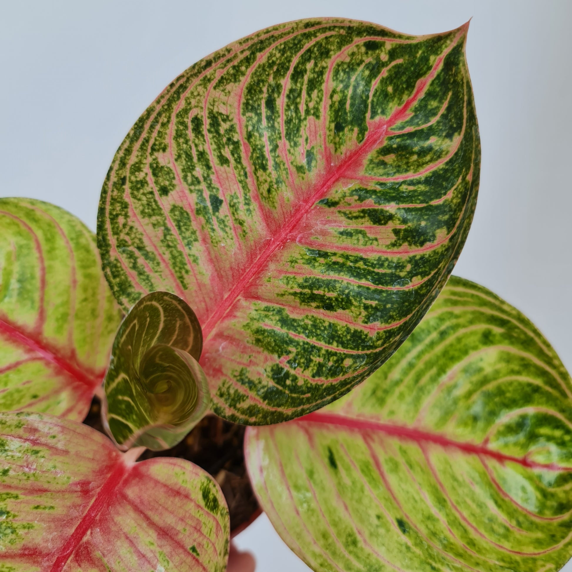 aglaonema hughes Aglaonema Hughes Tropical Plants KOKONATPLANT