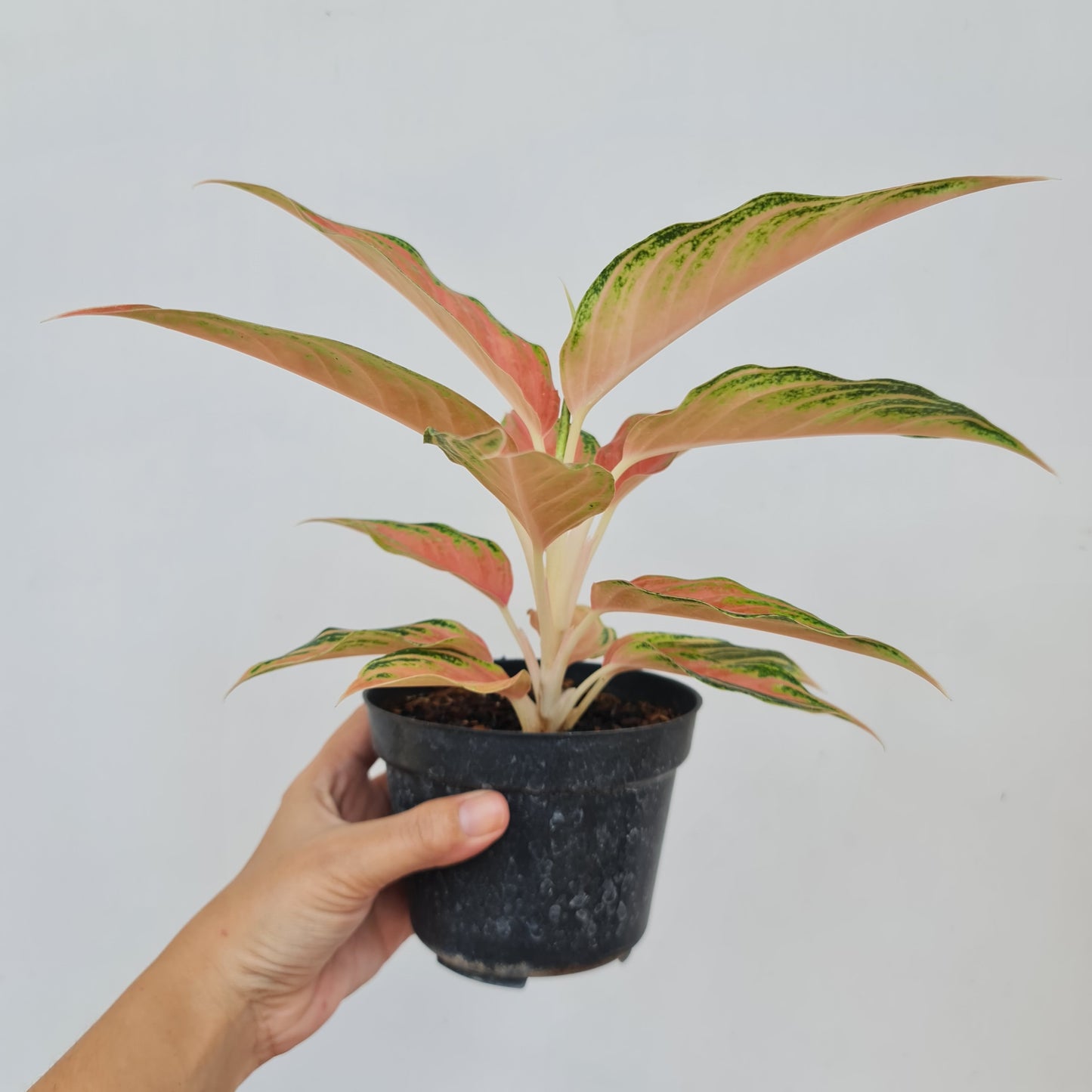 Aglaonema Pink Sunset Tropical Plants KOKONATPLANT