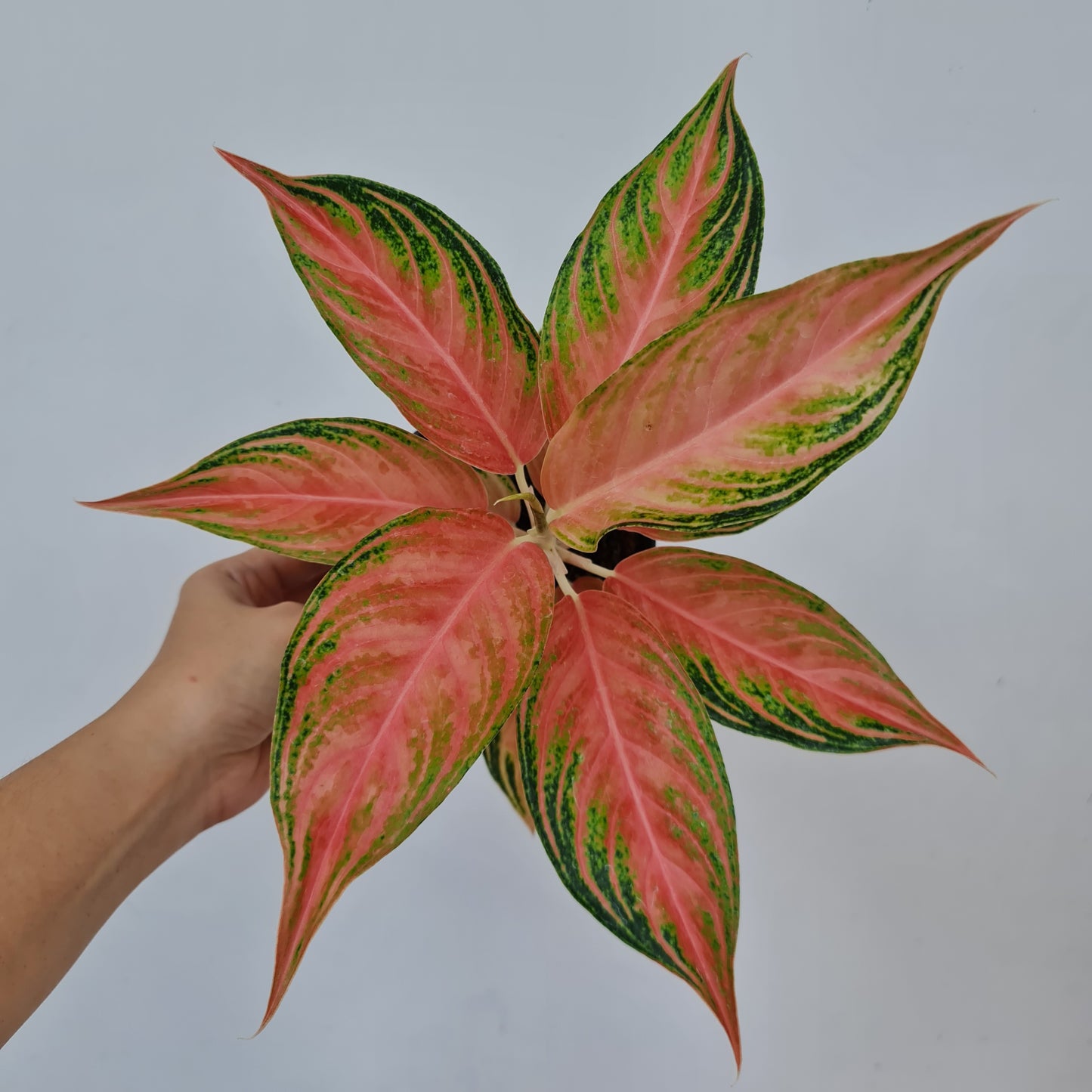 Aglaonema Pink Sunset Tropical Plants KOKONATPLANT