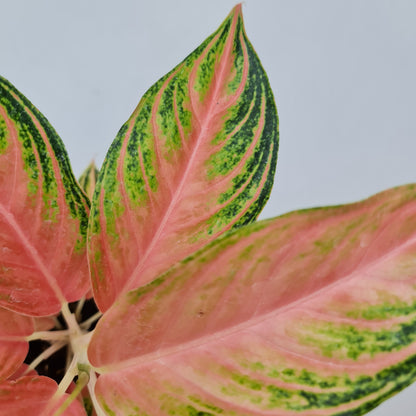 Aglaonema Pink Sunset Tropical Plants KOKONATPLANT