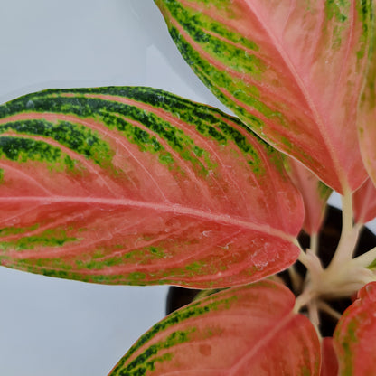 Aglaonema Pink Sunset Tropical Plants KOKONATPLANT