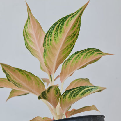 Aglaonema Pink Sunset Tropical Plants KOKONATPLANT