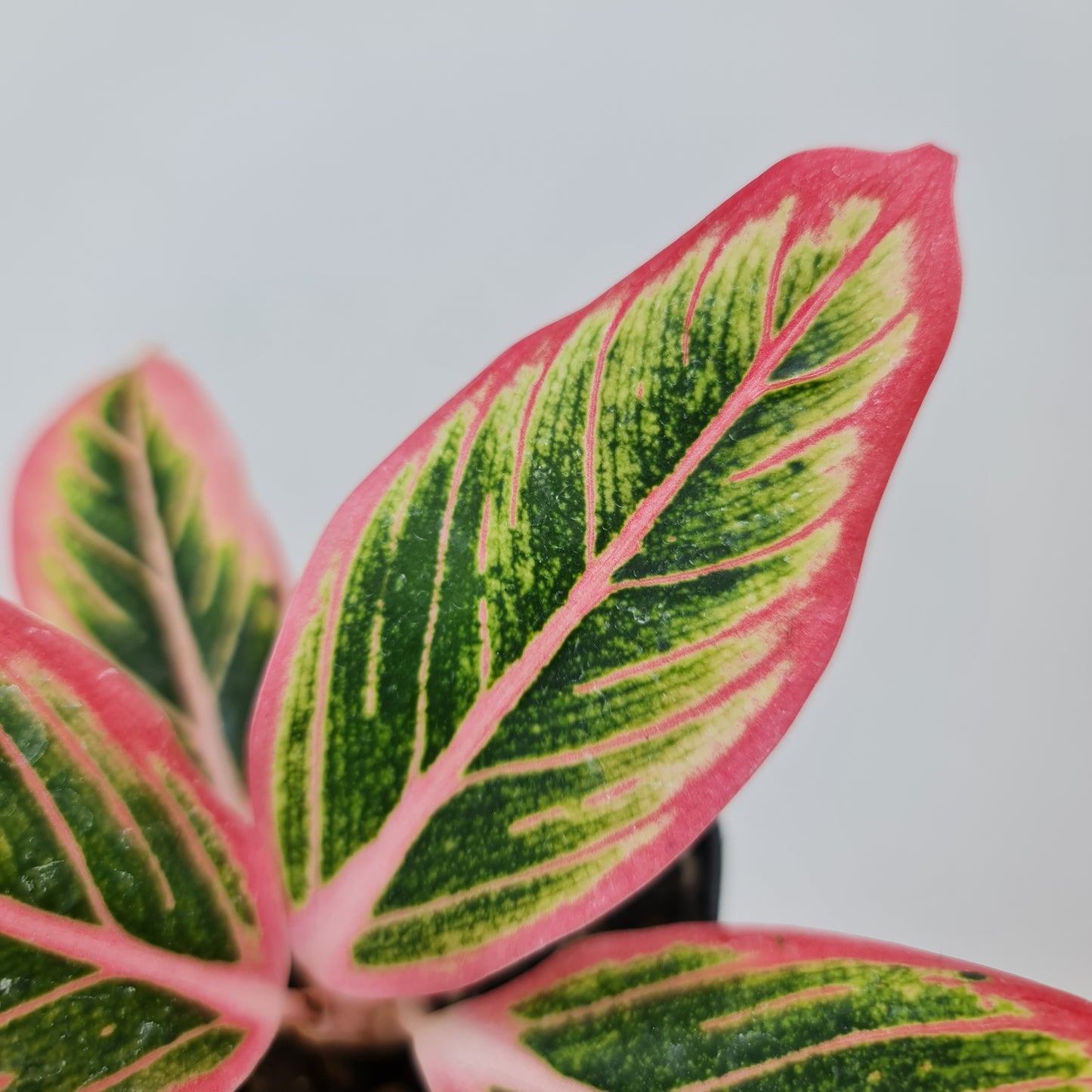 Aglaonema Lotus Delight Rare Tropical Plants KOKONATPLANT