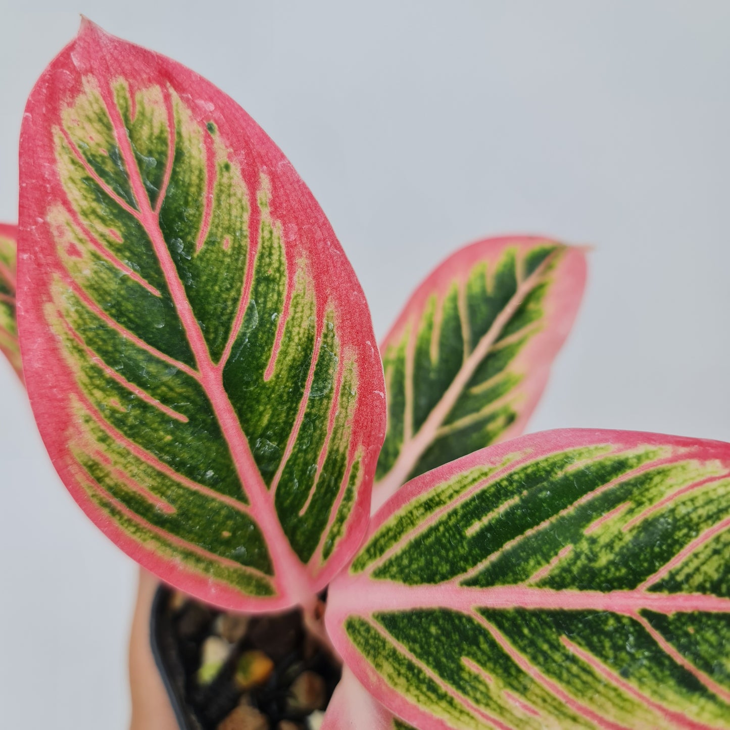 Aglaonema Lotus Delight Rare Tropical Plants KOKONATPLANT