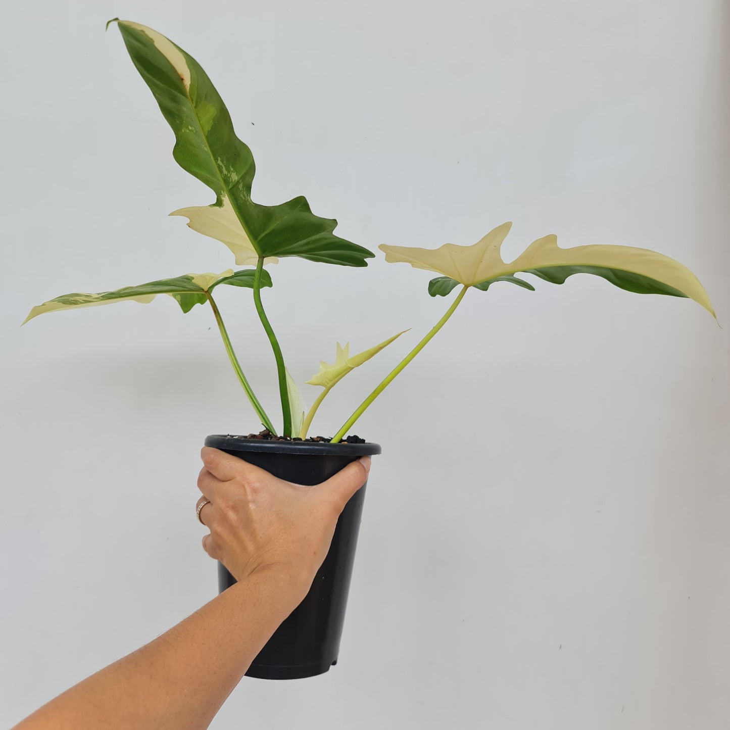 Philodendron Dragon Variegated Tropical Plants KOKONATPLANT