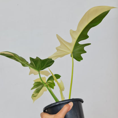 Philodendron Dragon Variegated Tropical Plants KOKONATPLANT