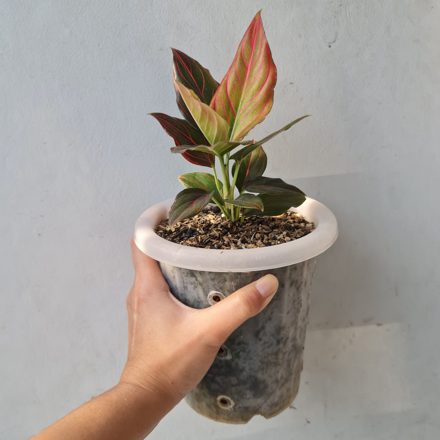 Aglaonema Red Vein Rare Tropical Plants KOKONATPLANT