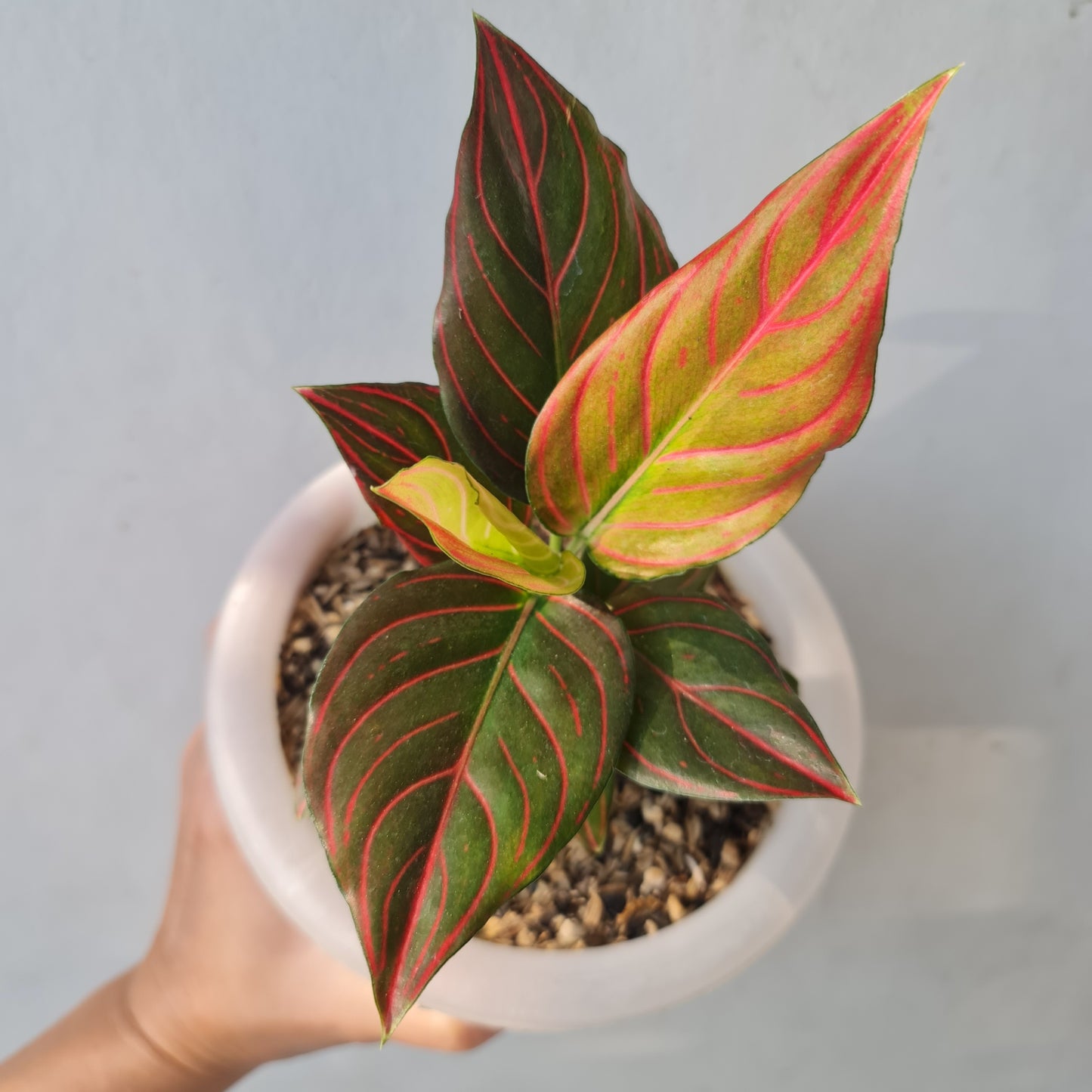 Aglaonema Red Vein Rare Tropical Plants KOKONATPLANT