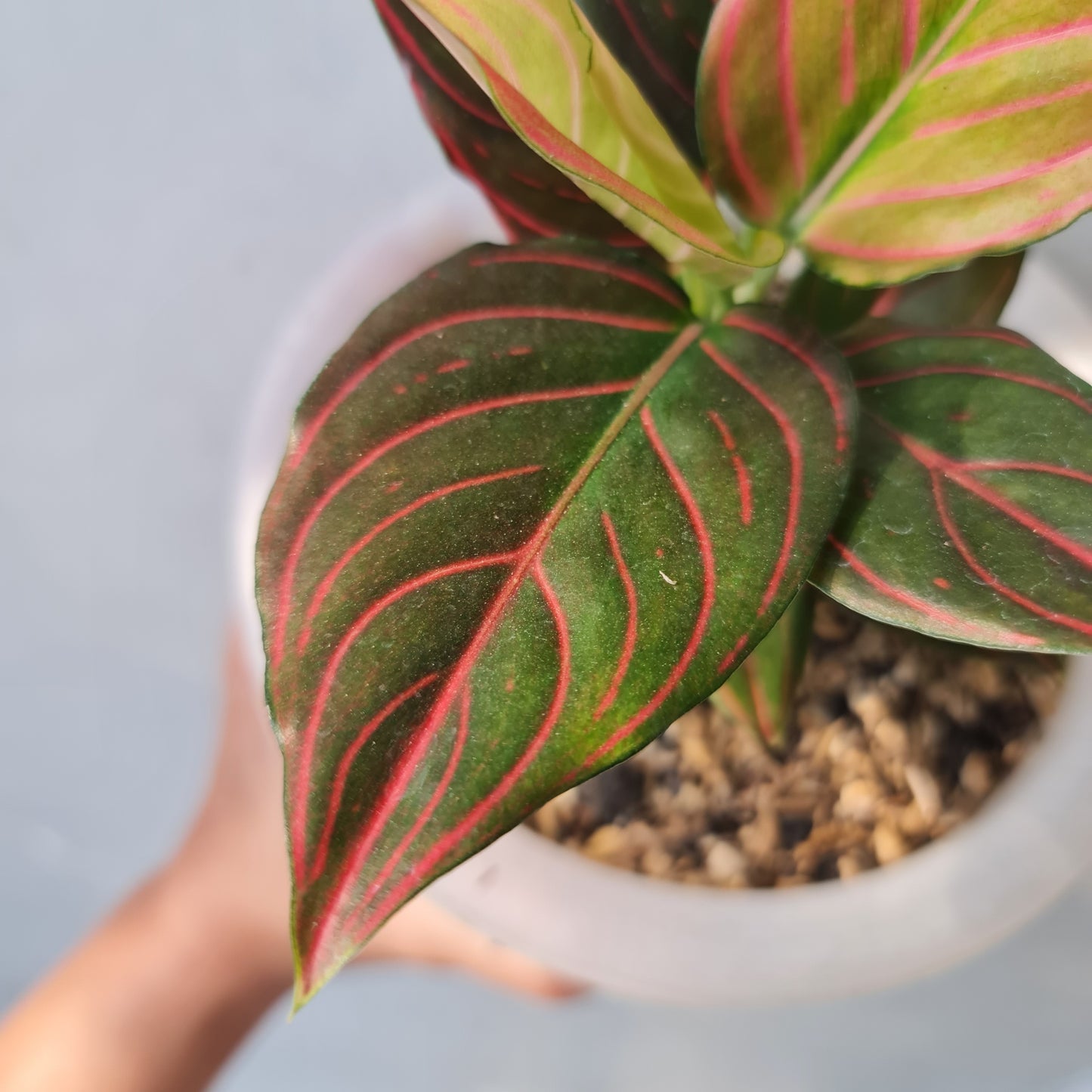 Aglaonema Red Vein Rare Tropical Plants KOKONATPLANT