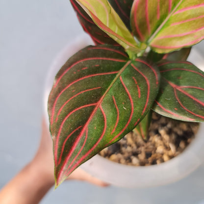 Aglaonema Red Vein Rare Tropical Plants KOKONATPLANT