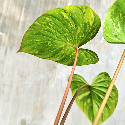 Homalomena Thai Constellation Tropical Plants KOKONATPLANT