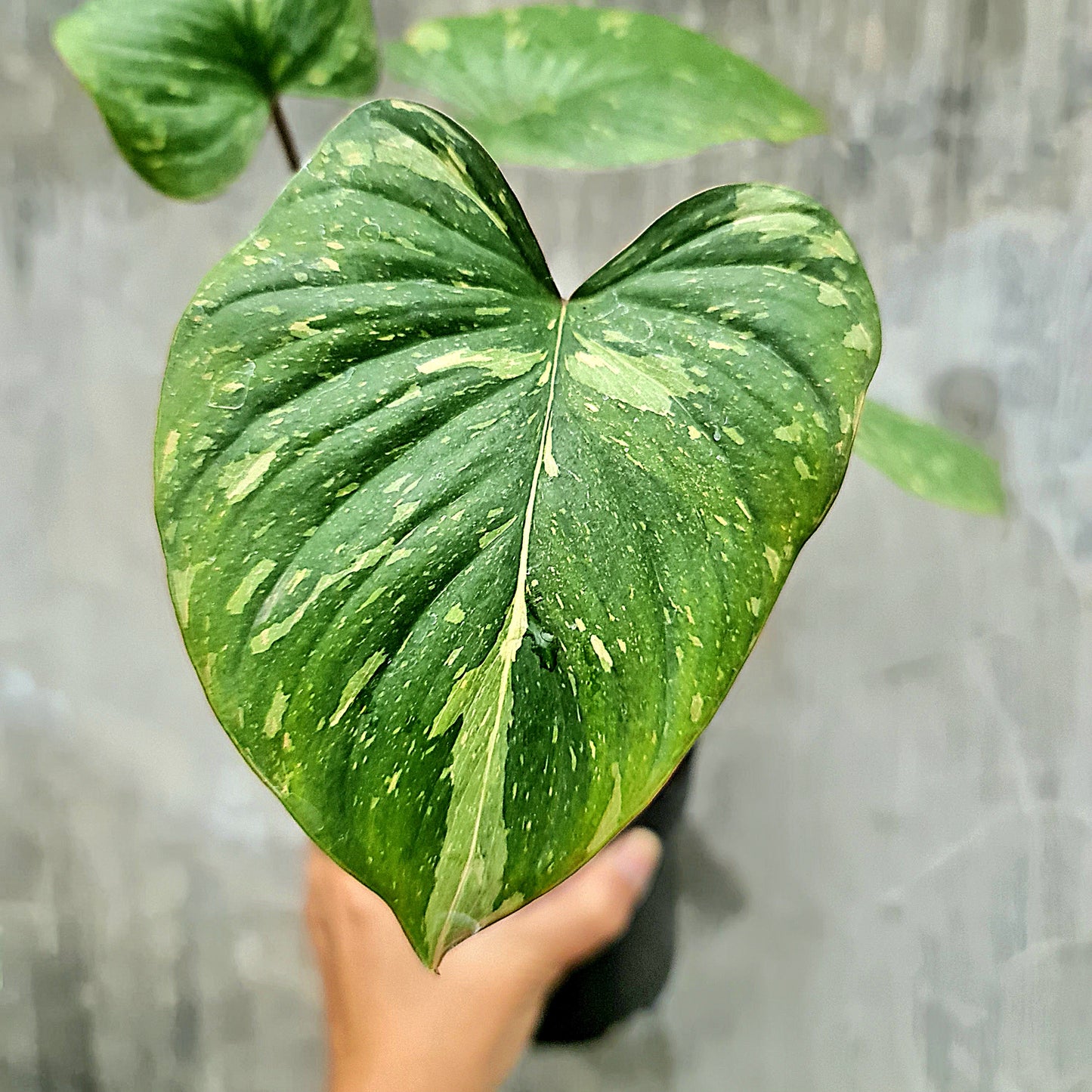 Homalomena Thai Constellation Tropical Plants KOKONATPLANT
