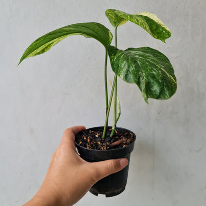 Rhaphidophora White Variegated Tropical Plants KOKONATPLANT