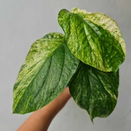 Rhaphidophora White Variegated Tropical Plants KOKONATPLANT